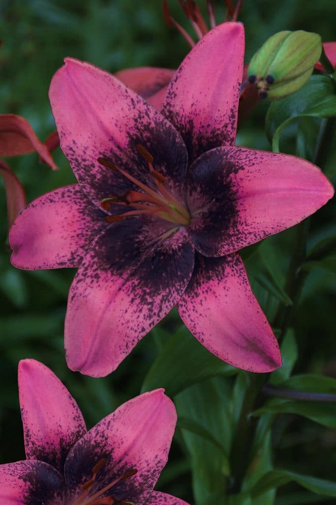Lilium Purple Dream