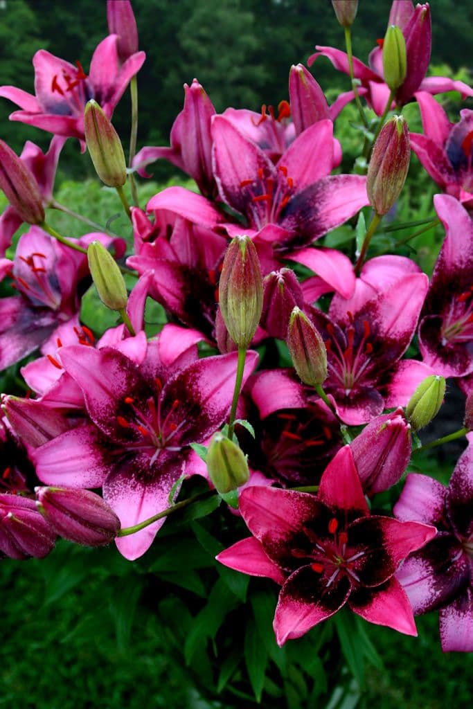 Lilium Purple Dream
