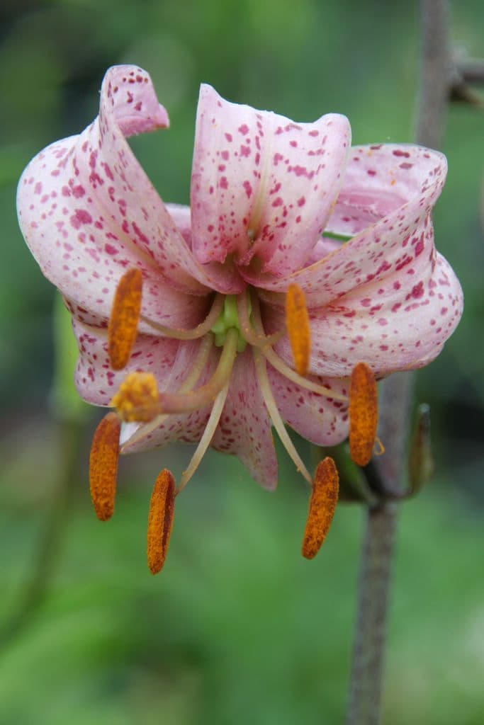 Lilium Purple Morning