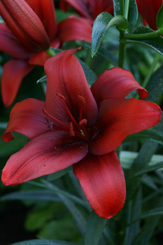 Lilium Rapid Red