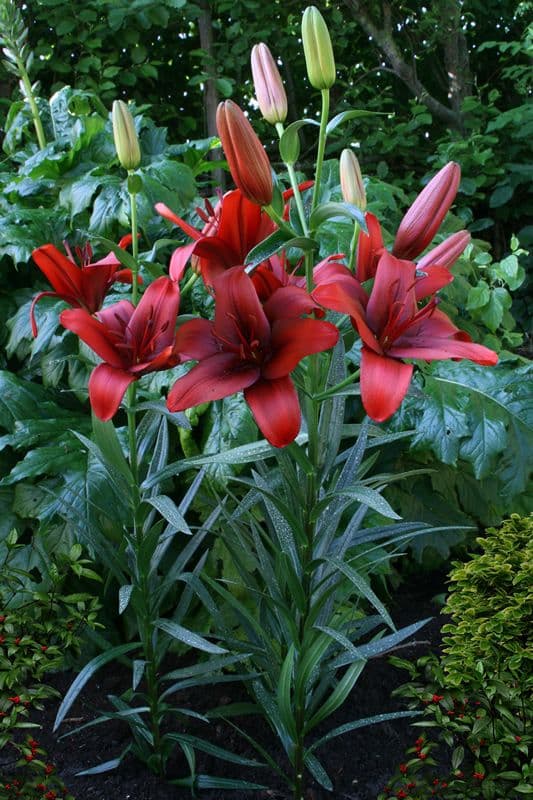 Lilium Rapid Red