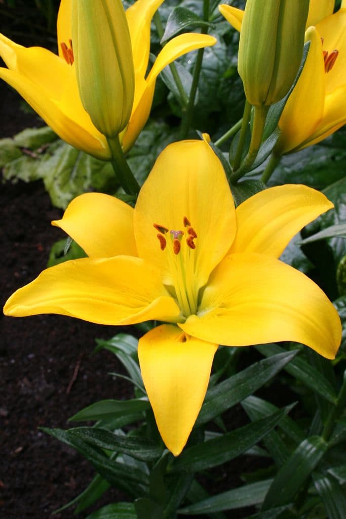 Lilium Rapid Yellow