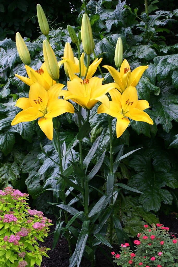 Lilium Rapid Yellow