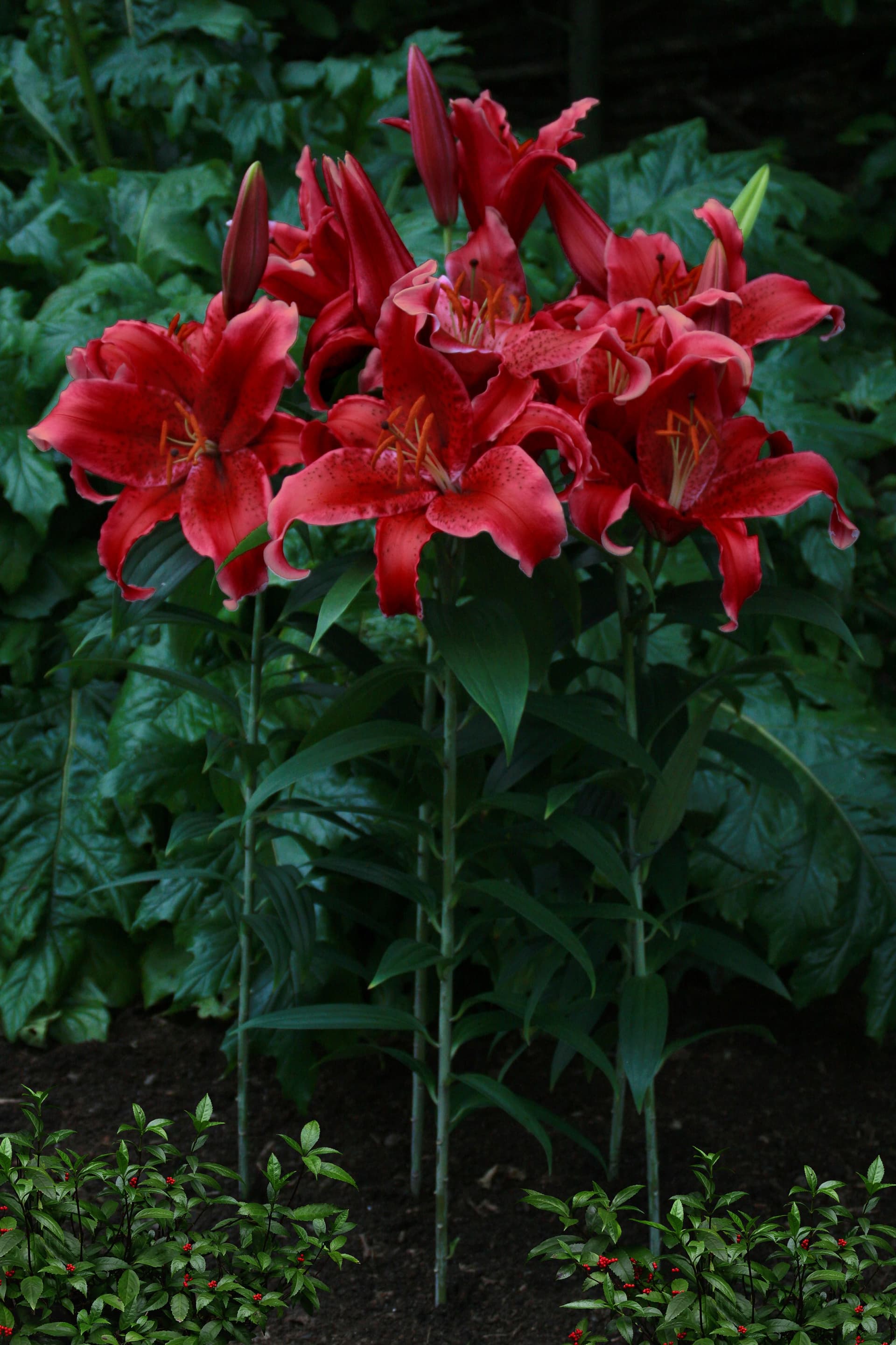 Lilium Red Flash