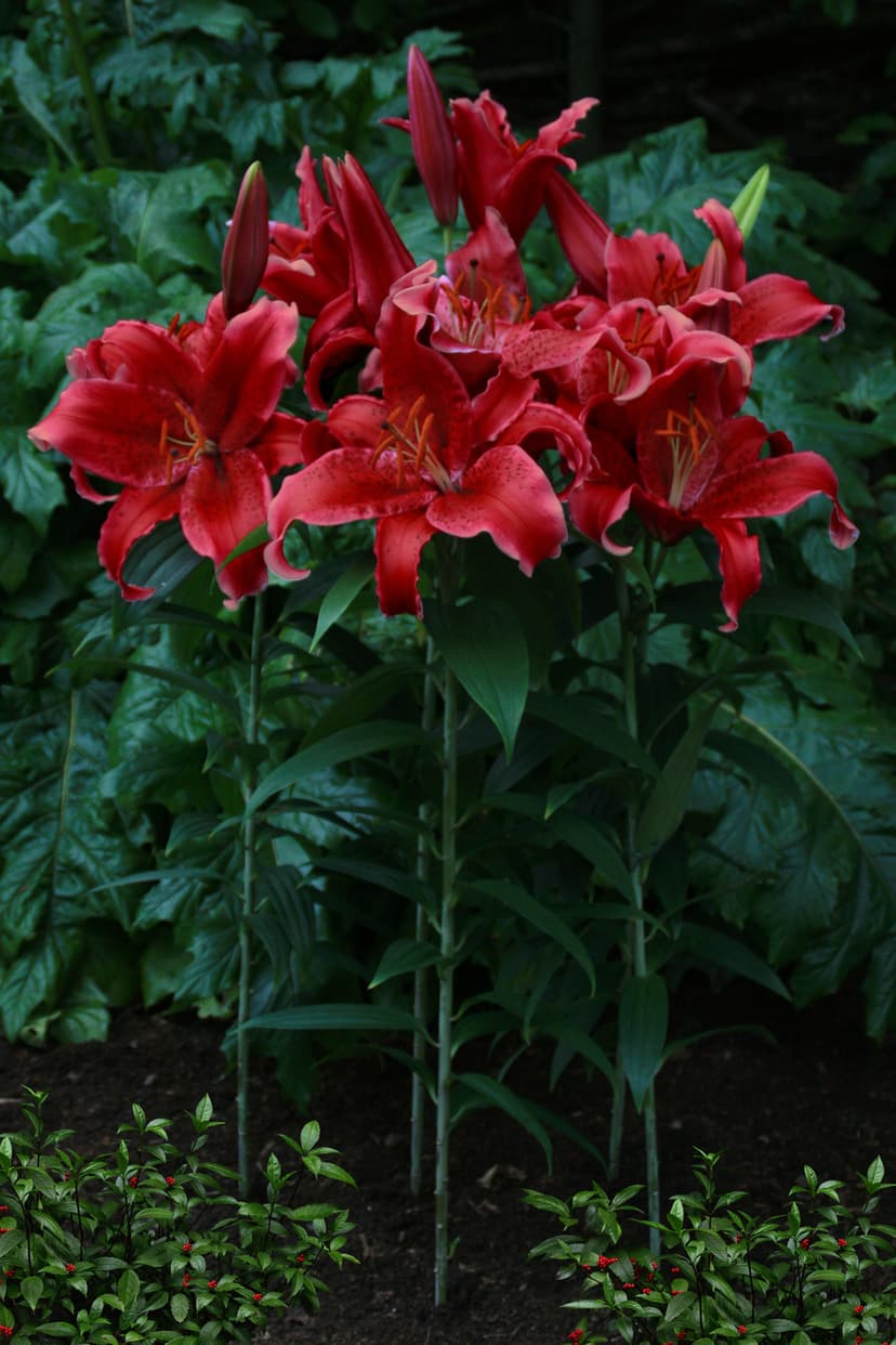 Lilium Red Flash