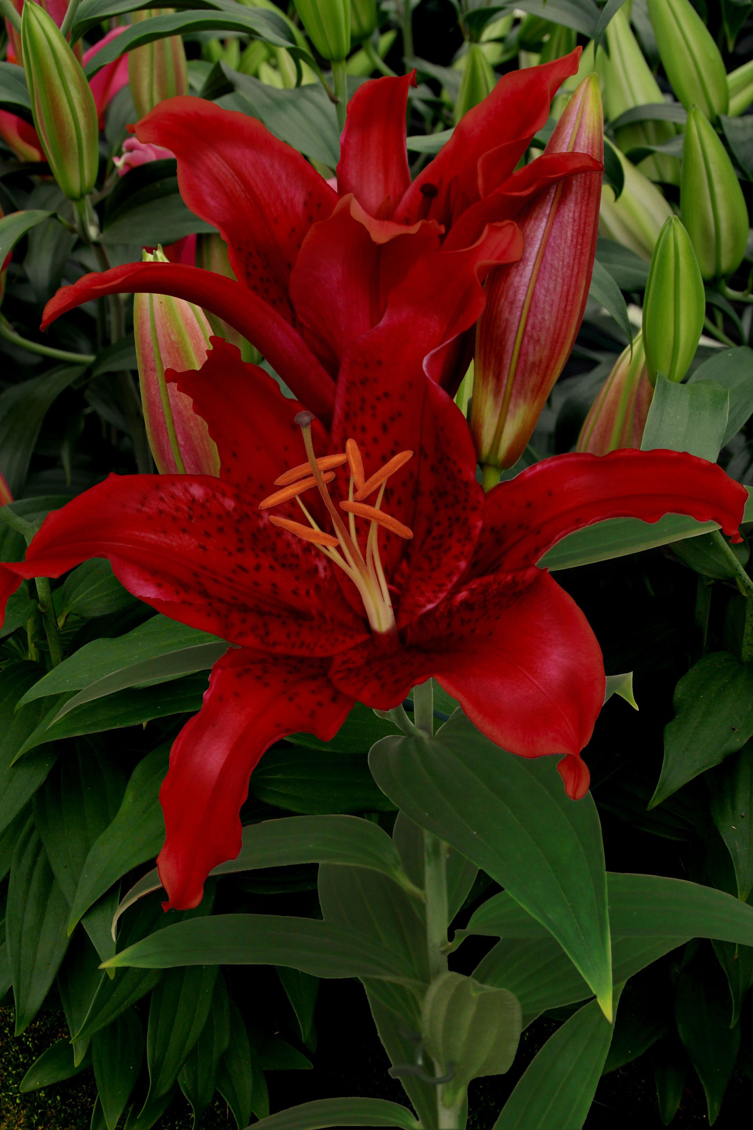 Lilium Red Flash