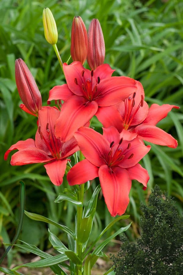 Lilium Red Highland