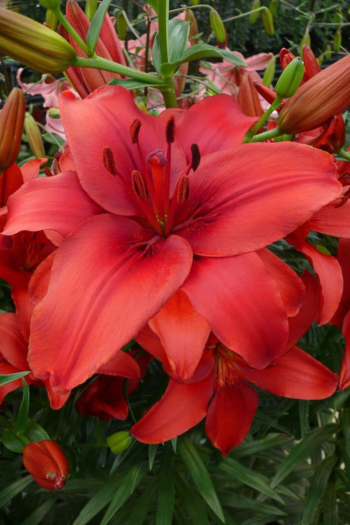 Lilium Red Highland