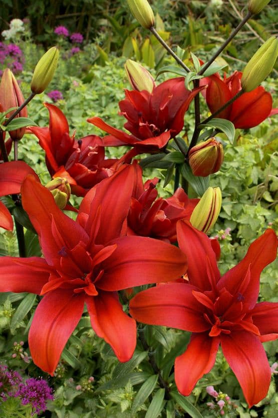 Lilium Red Twin