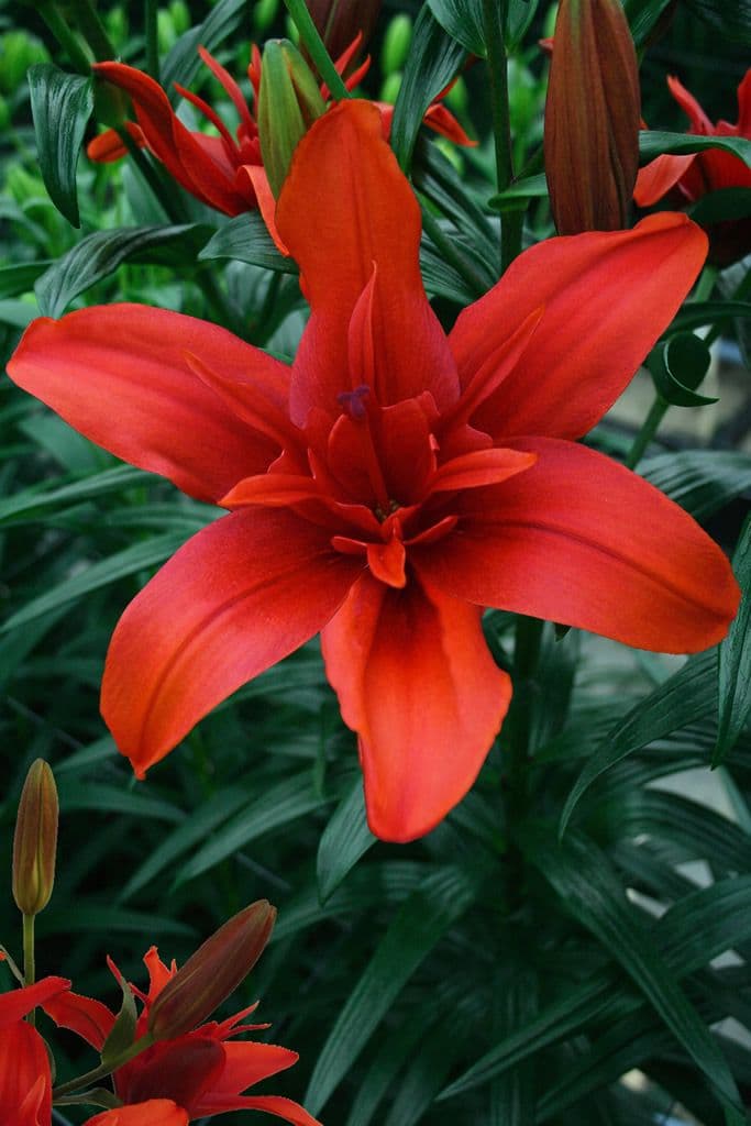 Lilium Red Twin