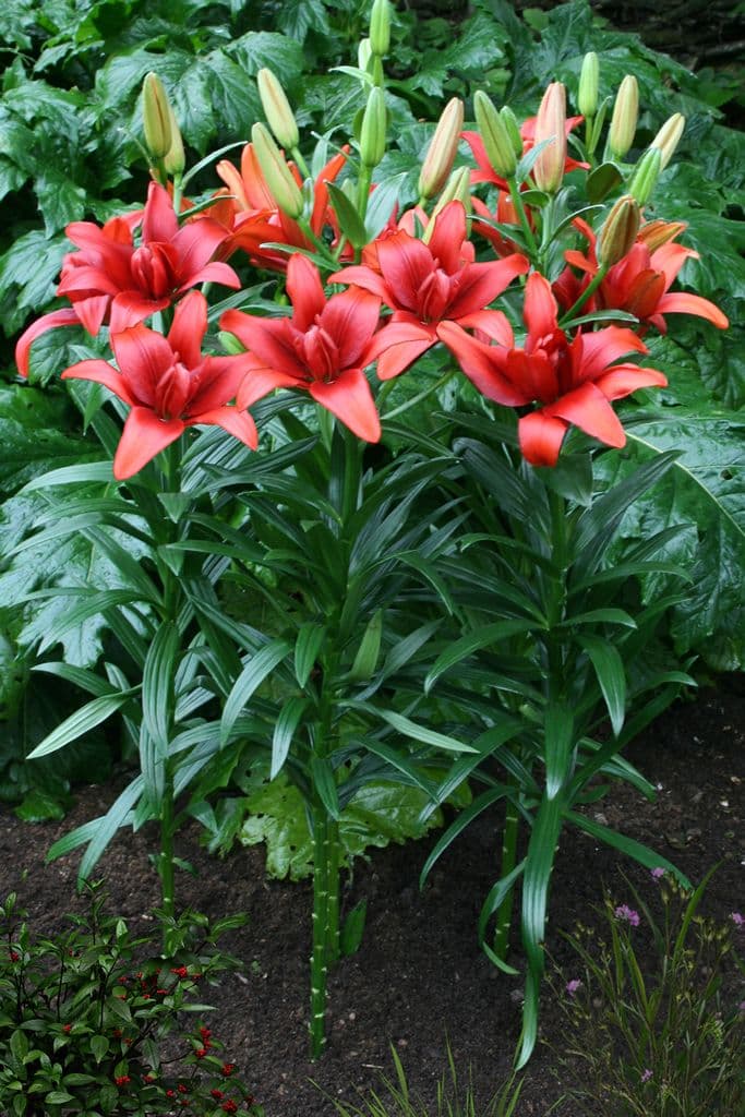 Lilium Red Twin