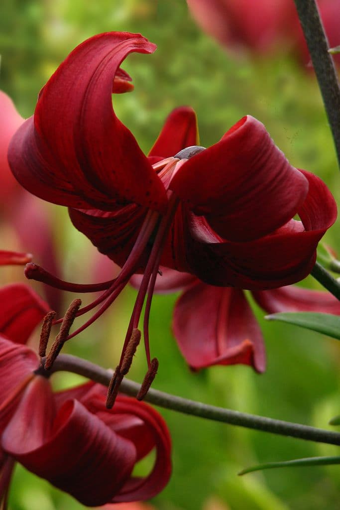 Lilium Red Velvet