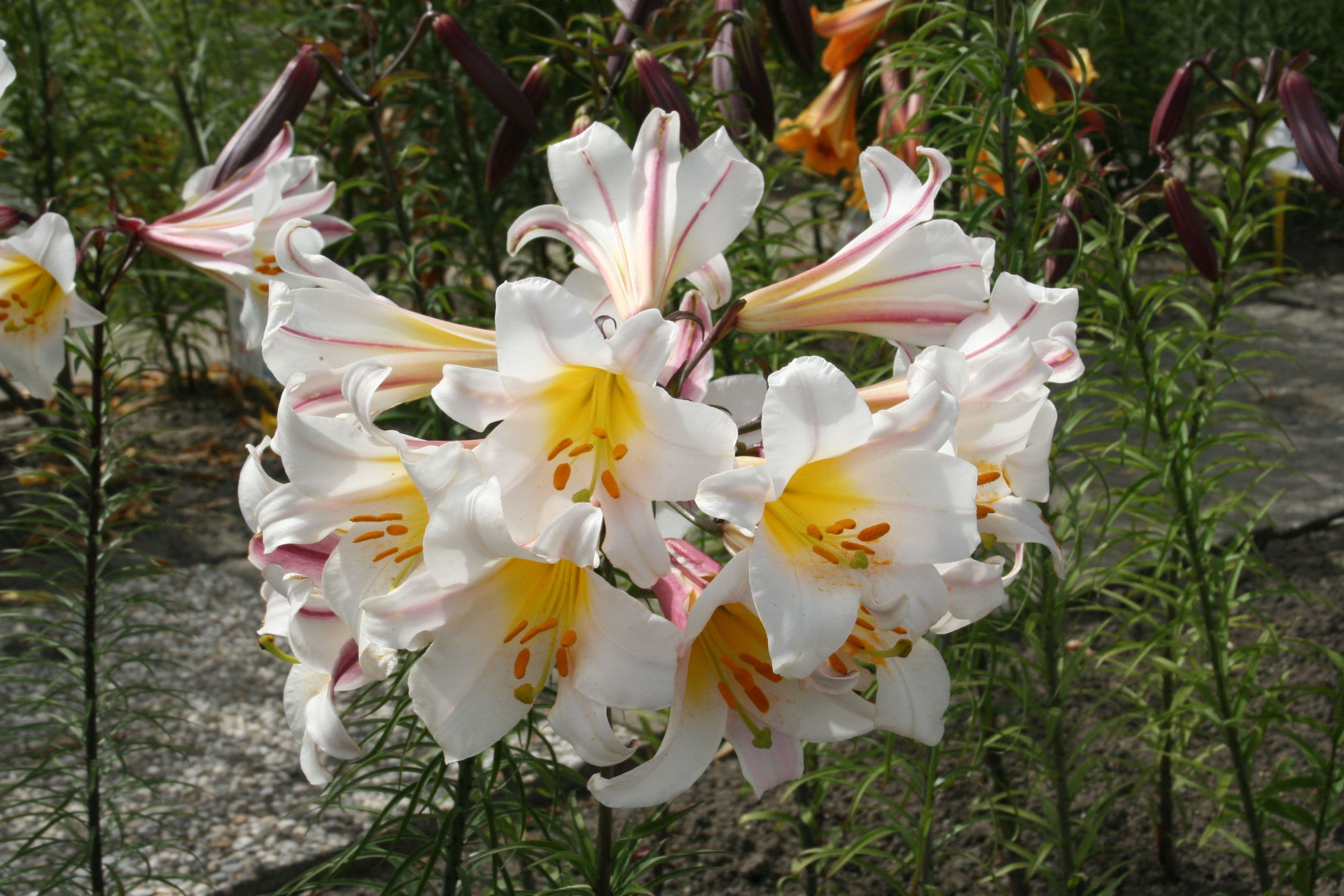Lilium Regale