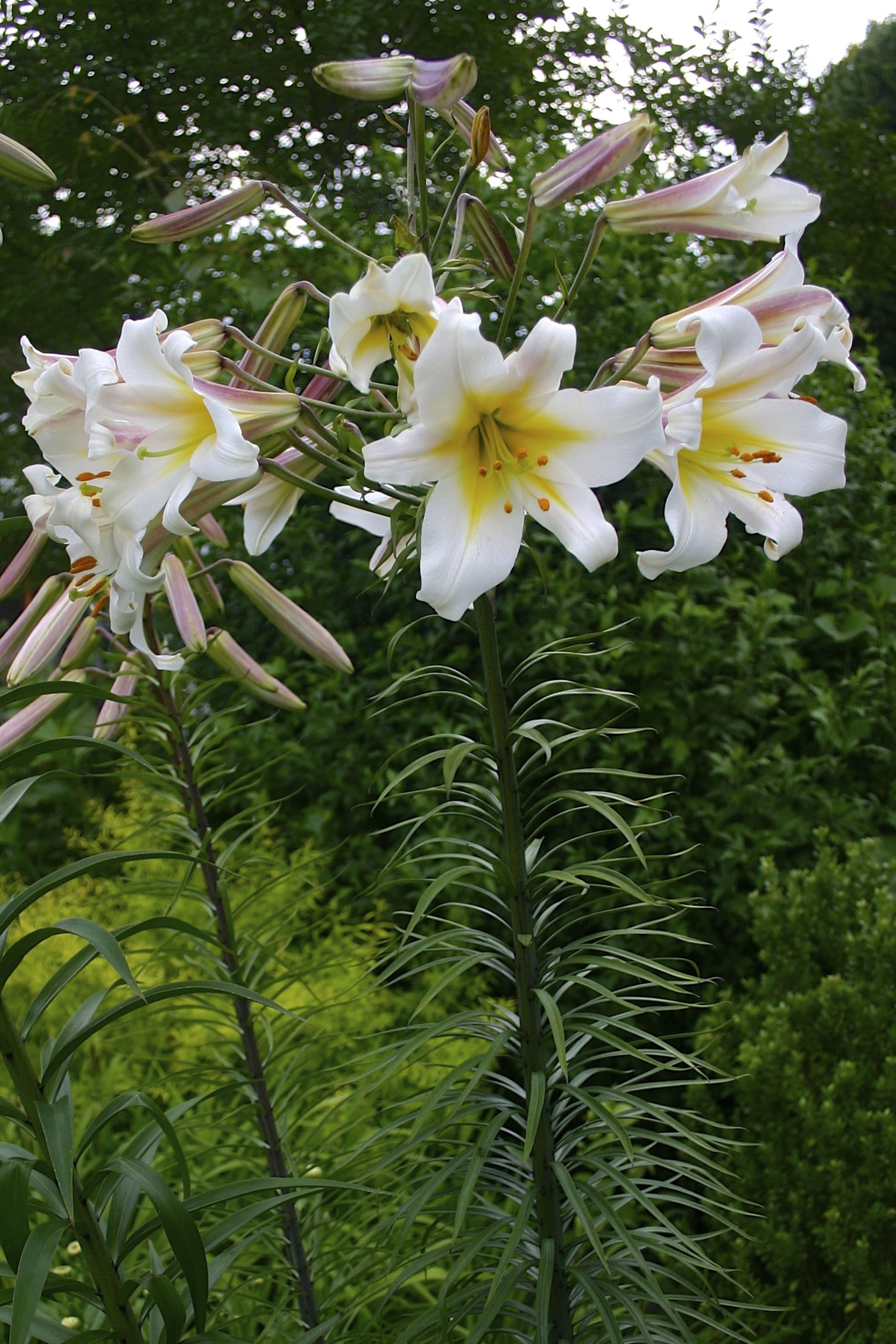 Lilium Regale