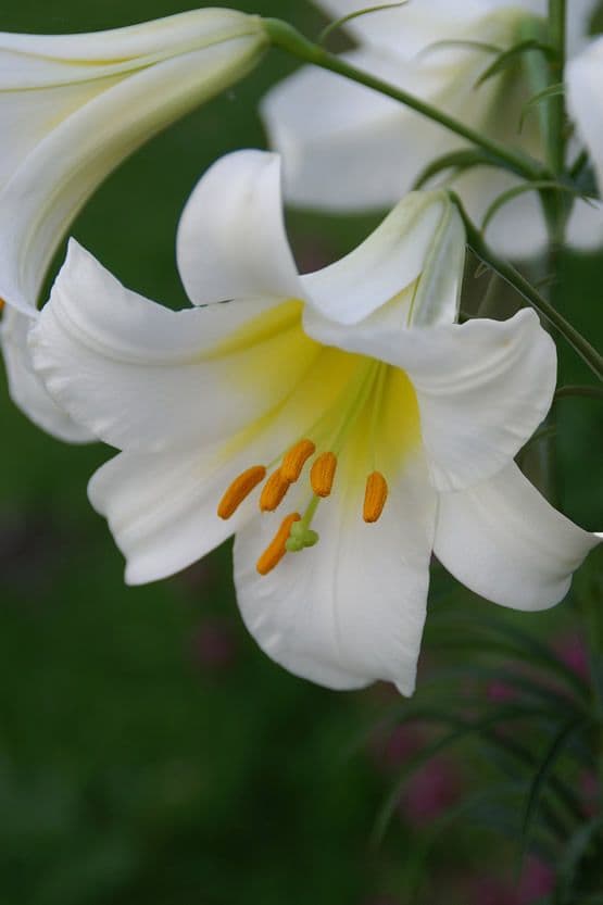 Lilium Regale Album