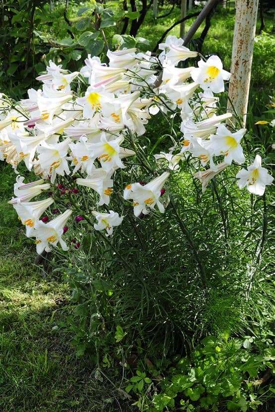 Lilium Regale Album