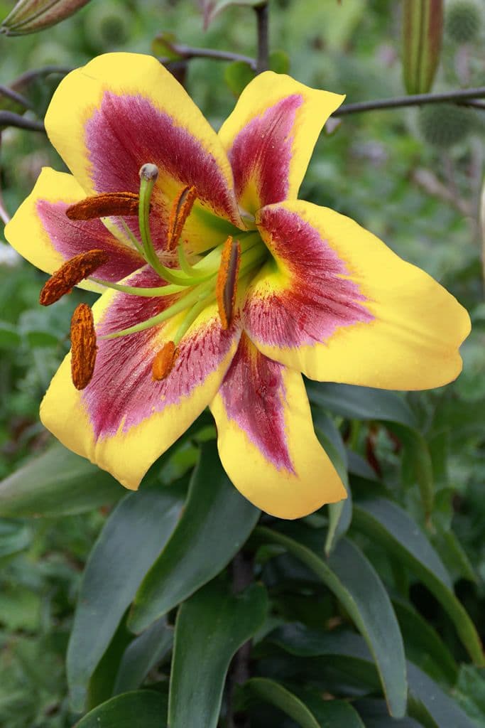 Lilium Robert Swanson