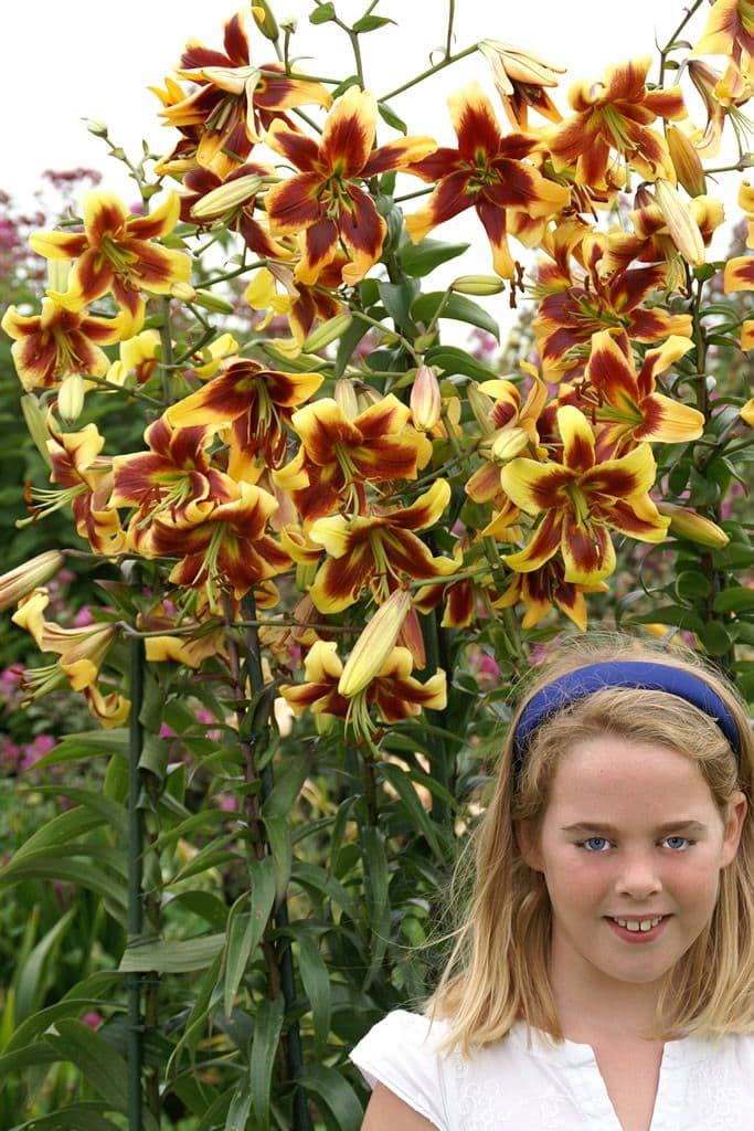 Lilium Robert Swanson