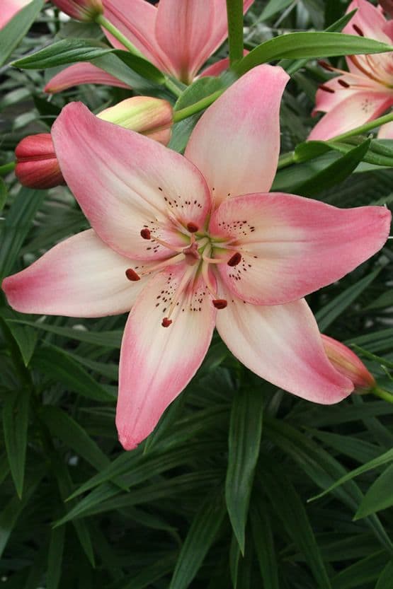 Lilium Rosella's Dream