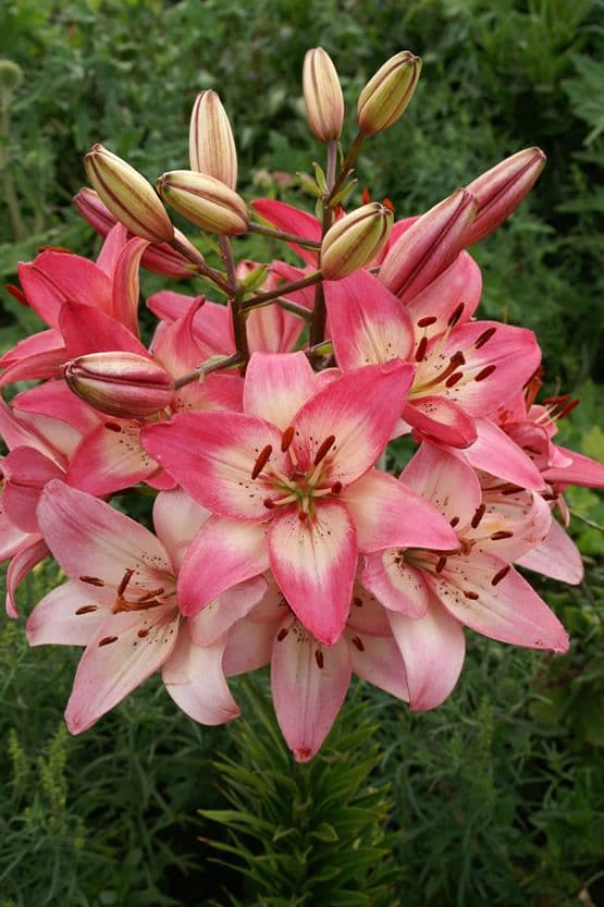 Lilium Rosella's Dream