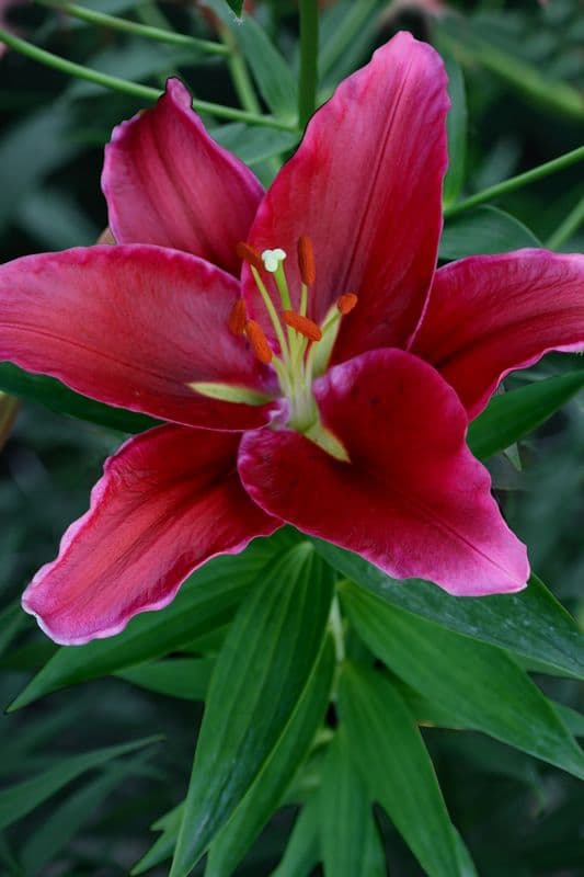 Lilium Rosenka