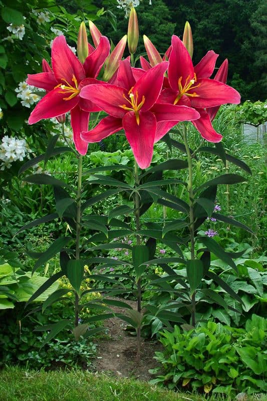 Lilium Rosenka