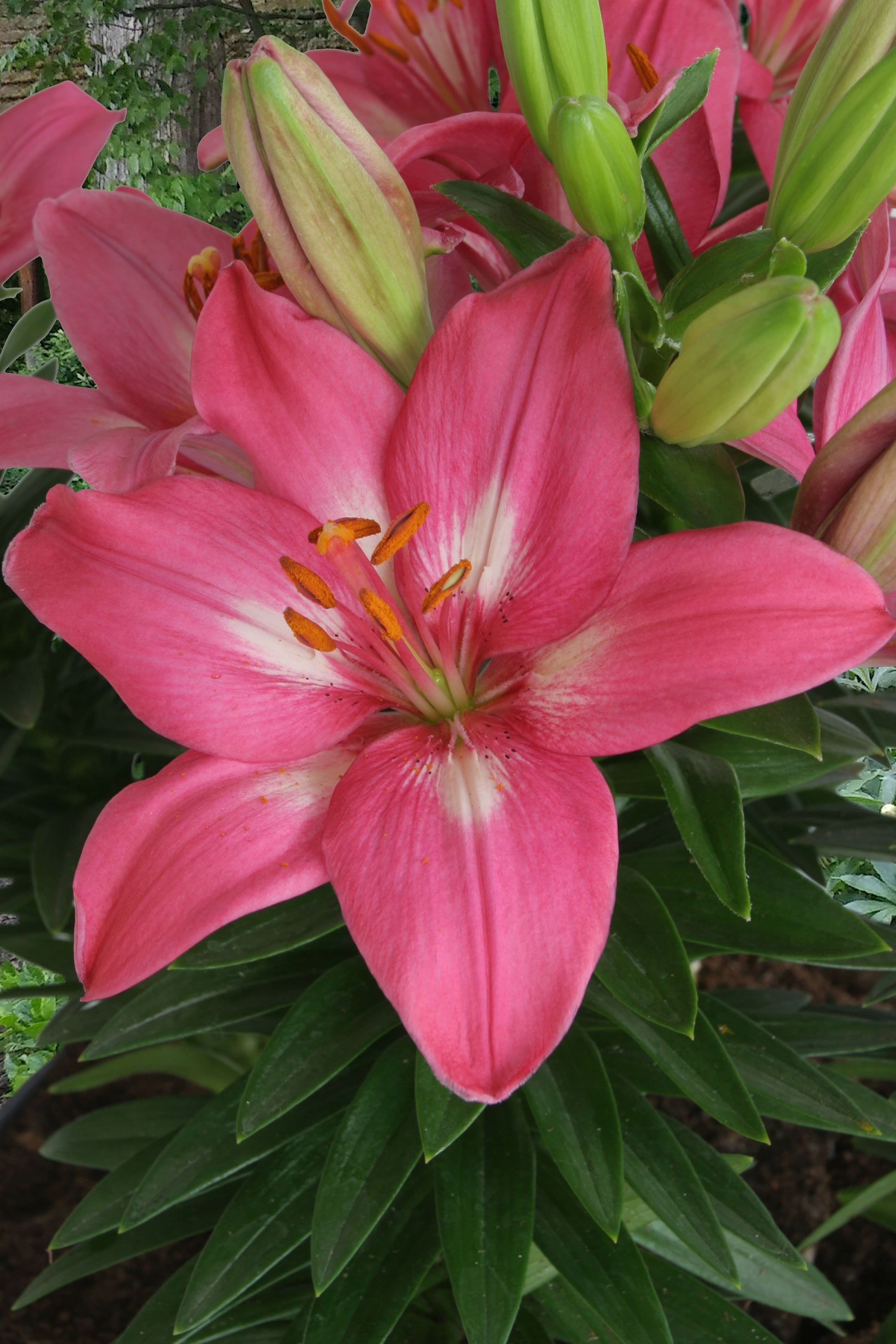 Lilium Rozalynn