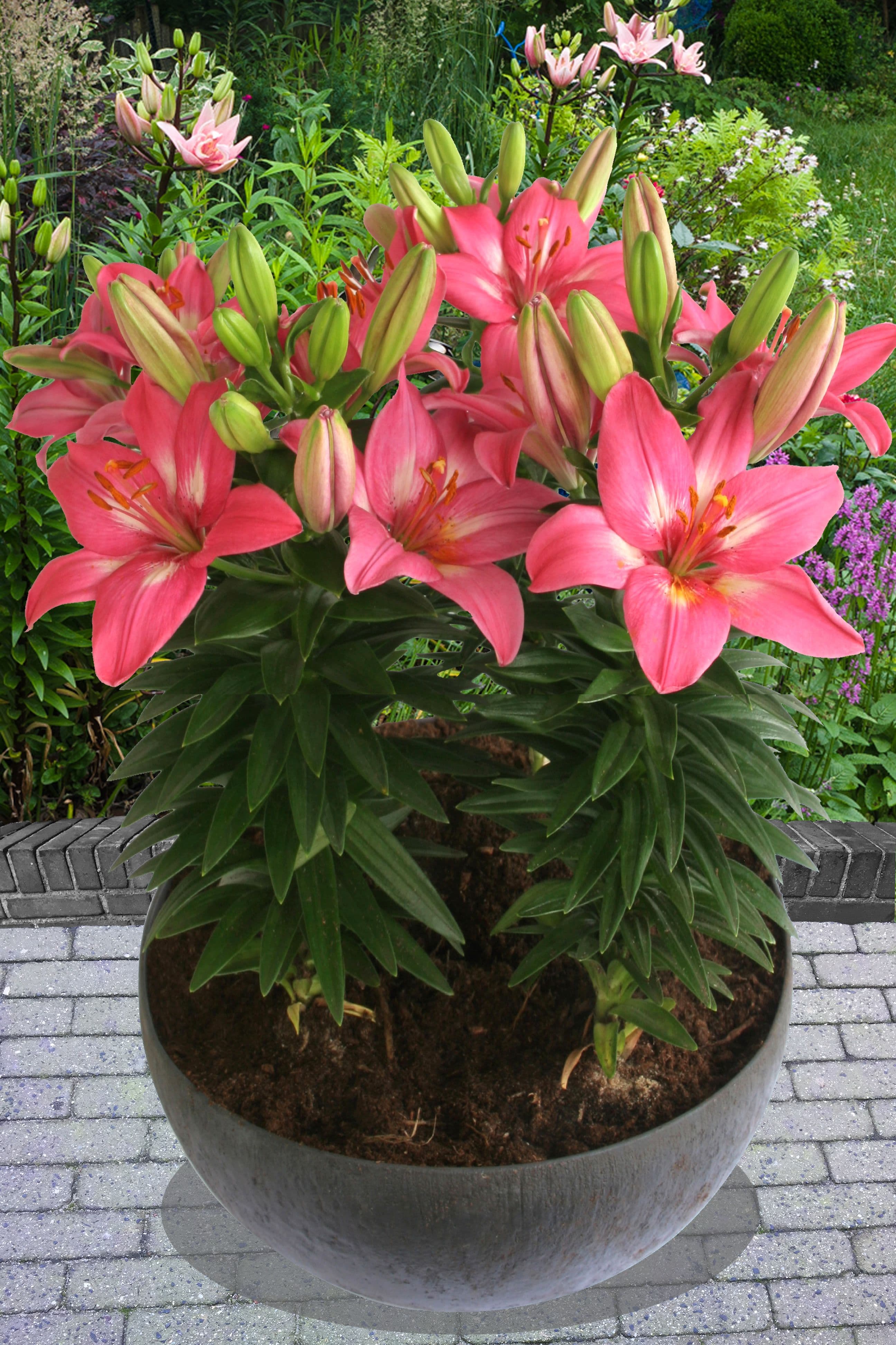 Lilium Rozalynn