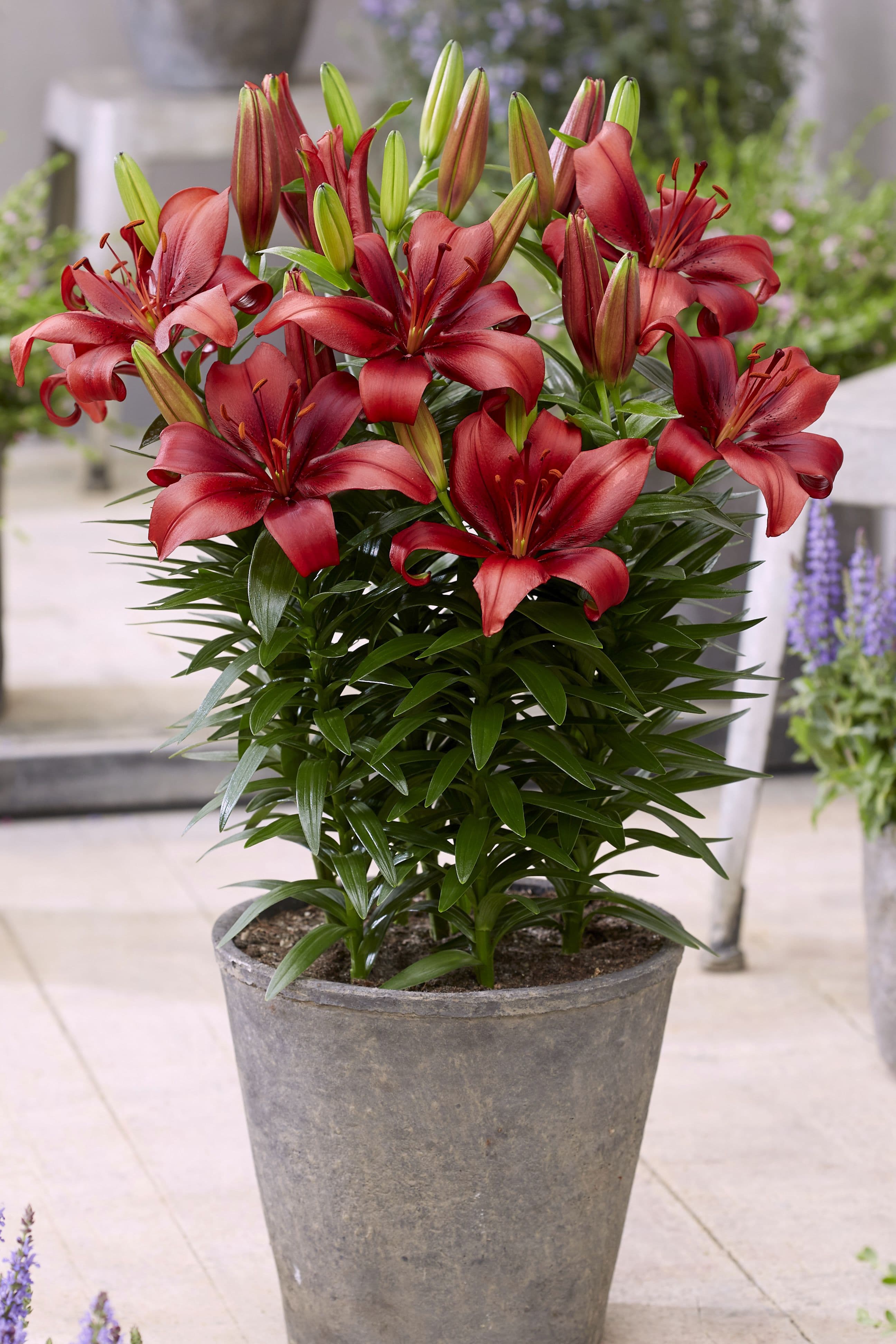 Lilium Salinero