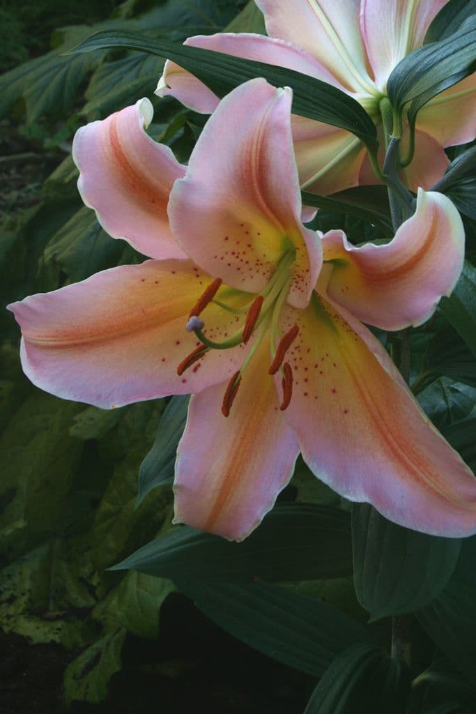 Lilium Salmon Party