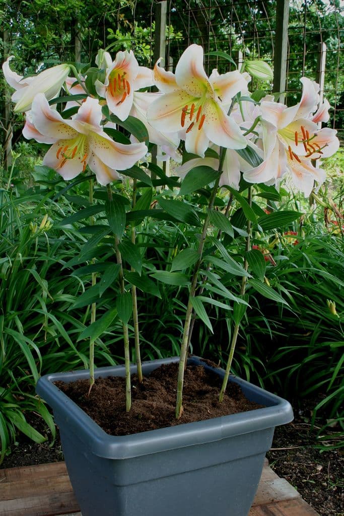 Lilium Salmon Party