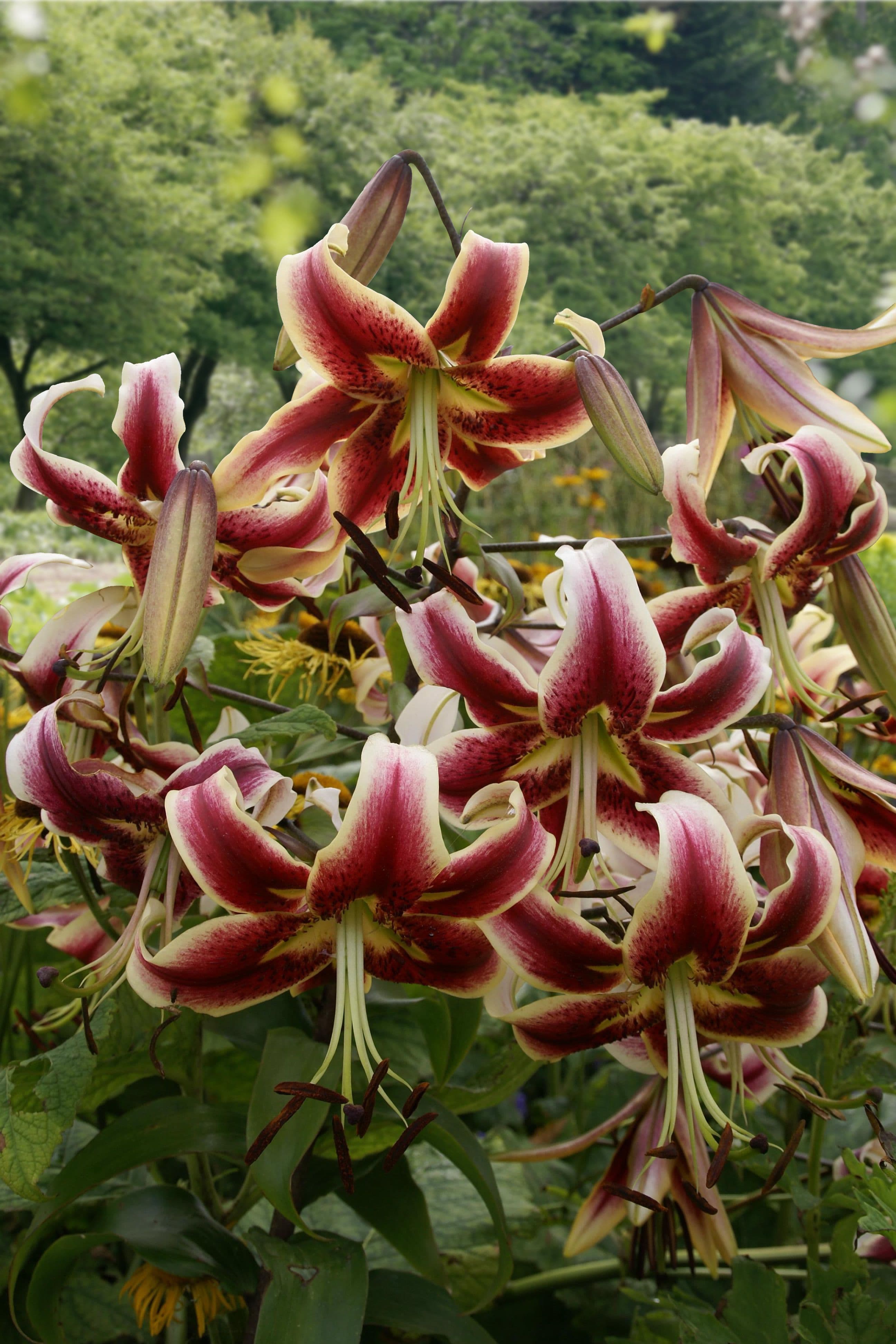 Lilium Scheherazade