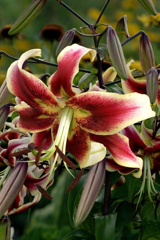 Lilium Scheherazade