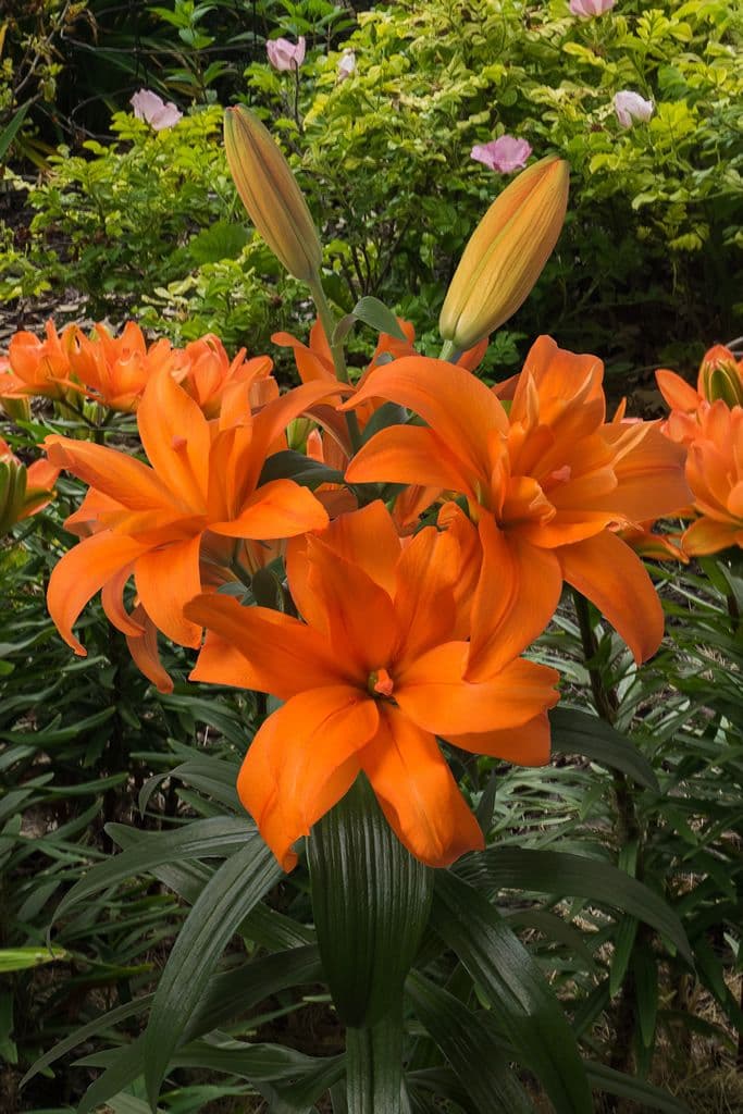 Lilium Scoubidou