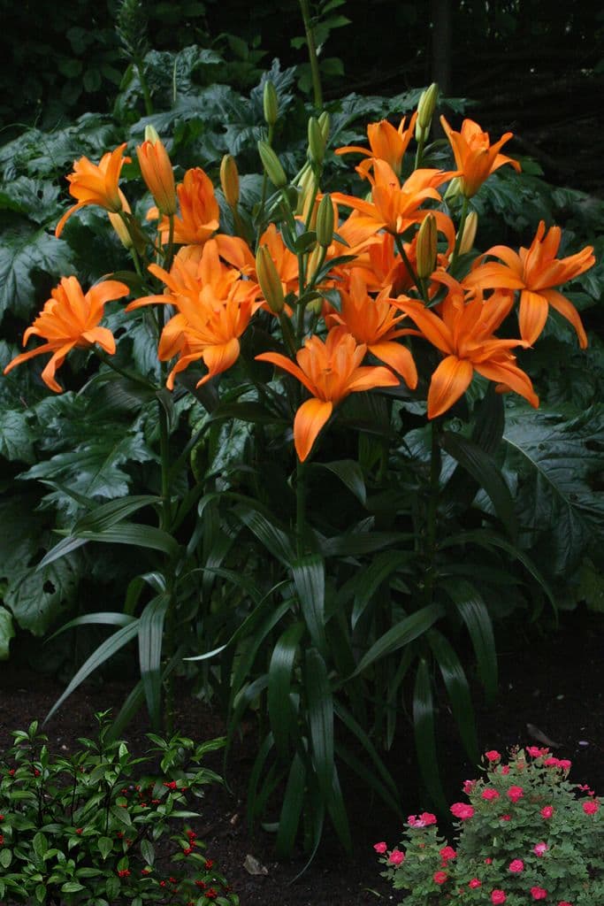 Lilium Scoubidou