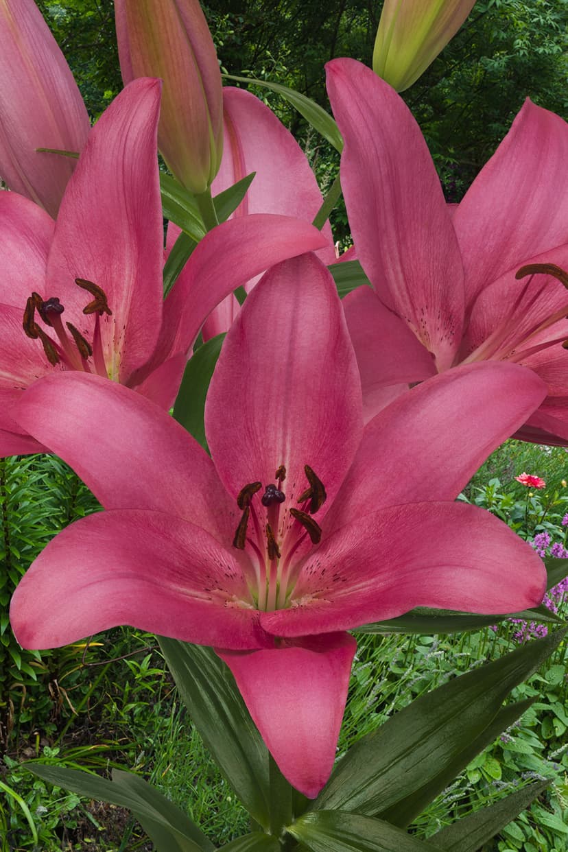 Lilium Sentosa