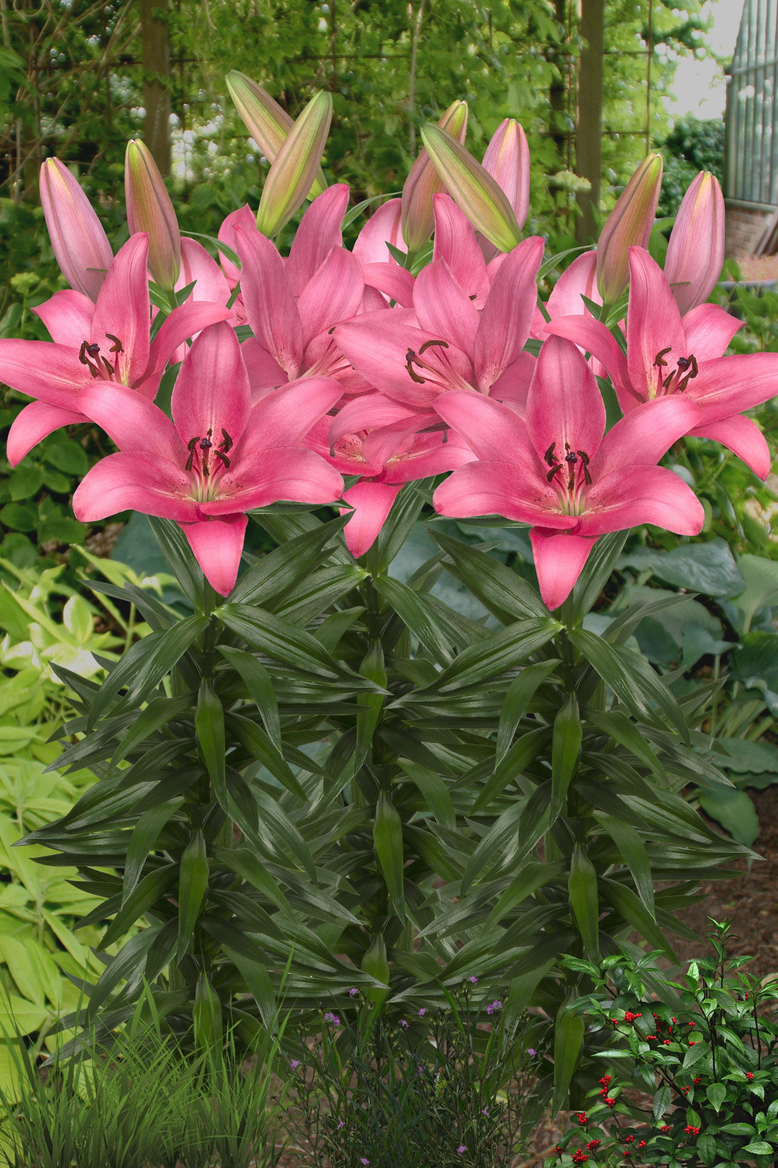 Lilium Sentosa