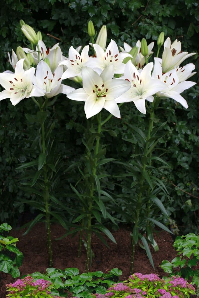 Lilium Snowdon