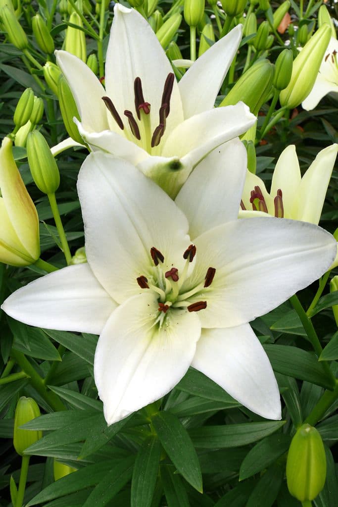 Lilium Snowdon