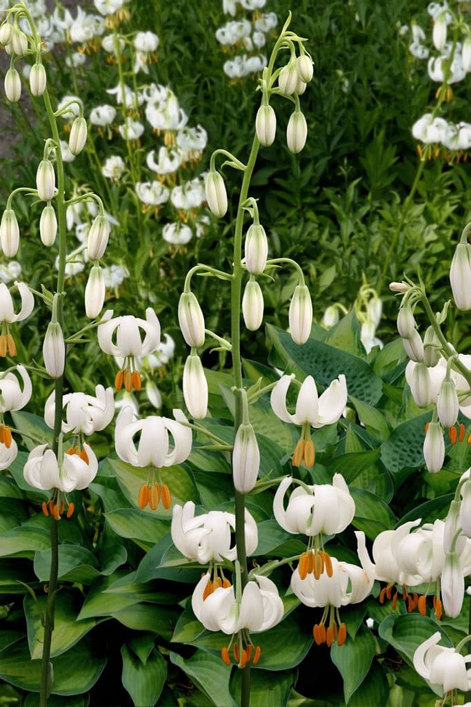 Lilium Snowy Morning