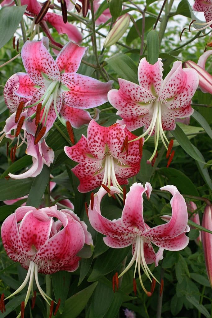 Lilium Speciosum Var Rubrum Uchida