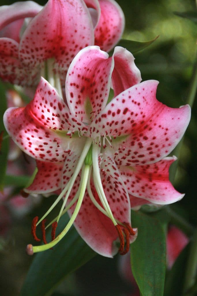 Lilium Speciosum Var Rubrum Uchida