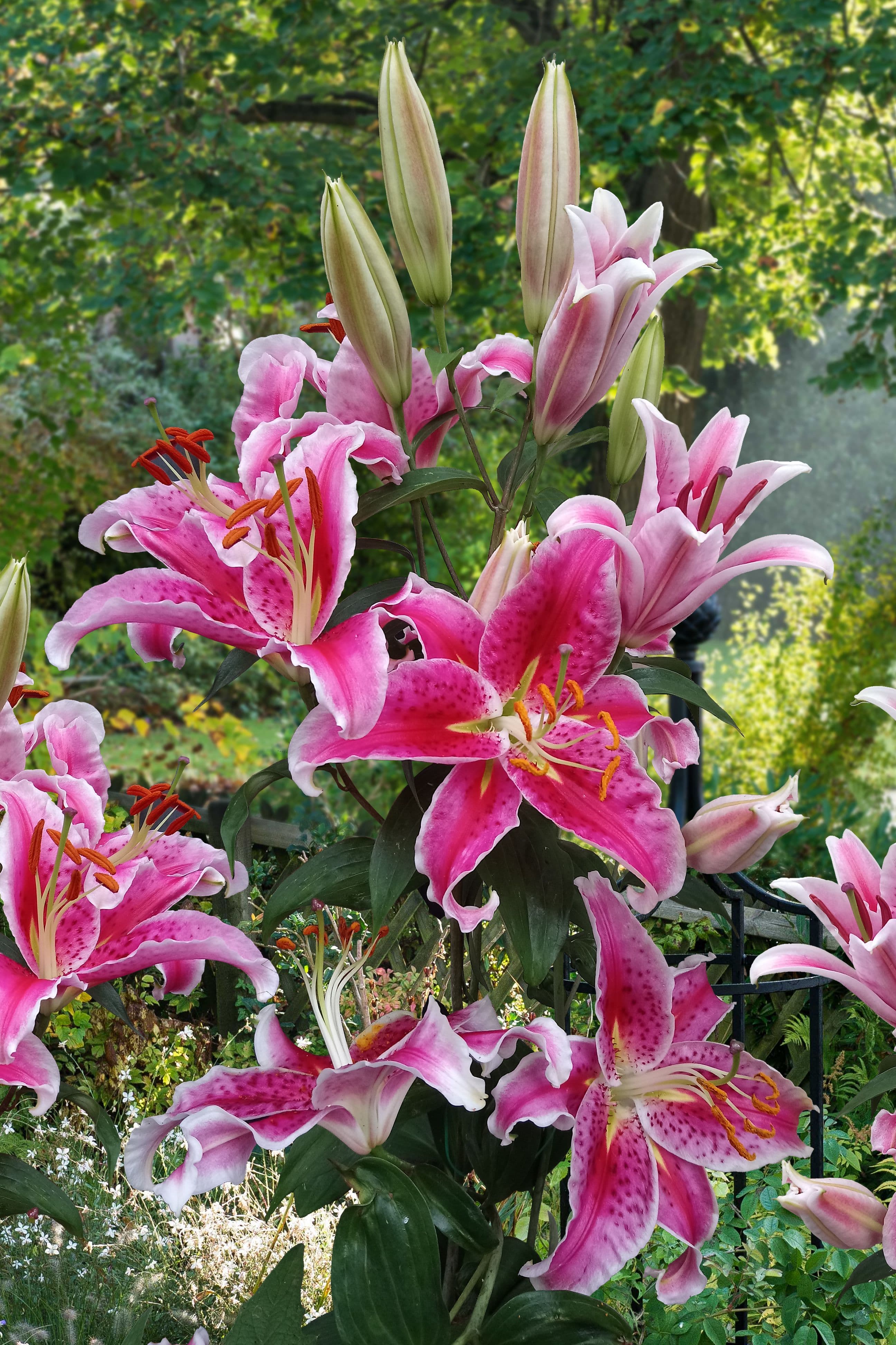 Lilium Stargazer