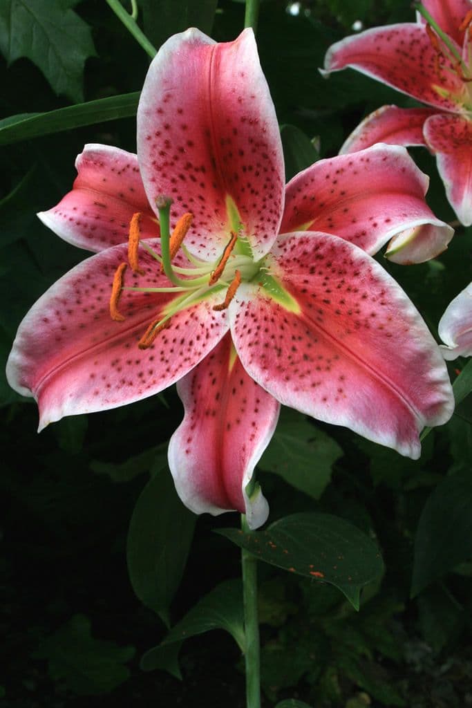 Lilium Stargazer