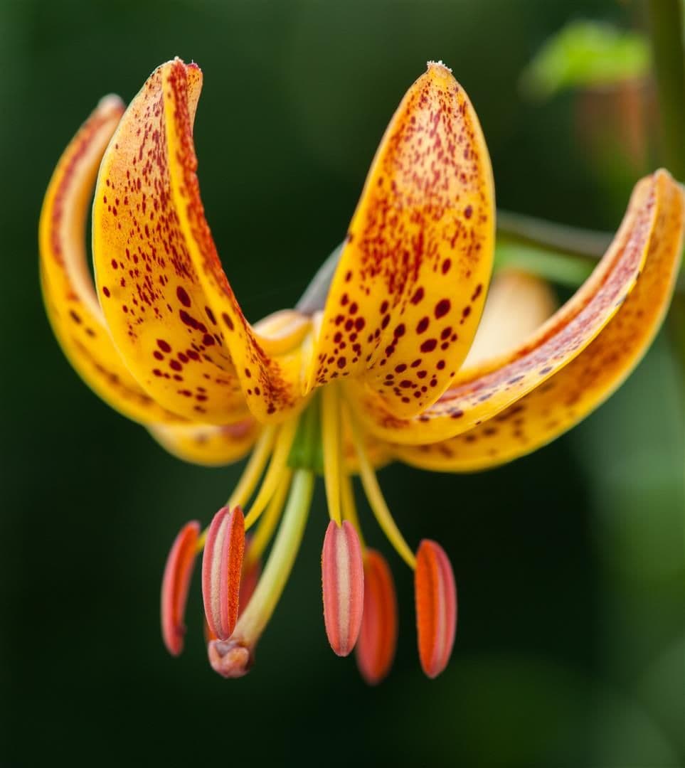 Lilium Sunny Morning (Nicotine)