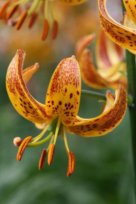 Lilium Sunny Morning (Nicotine)