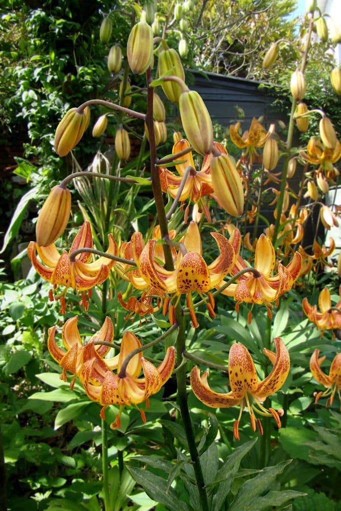 Lilium Sunny Morning (Nicotine)