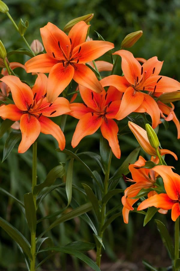 Lilium Sunset Boulevard
