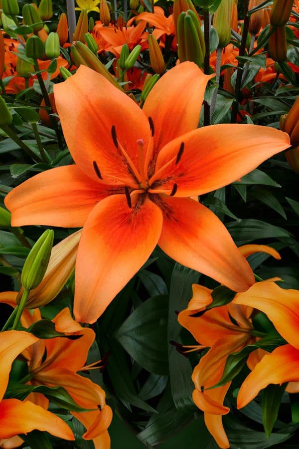 Lilium Sunset Boulevard