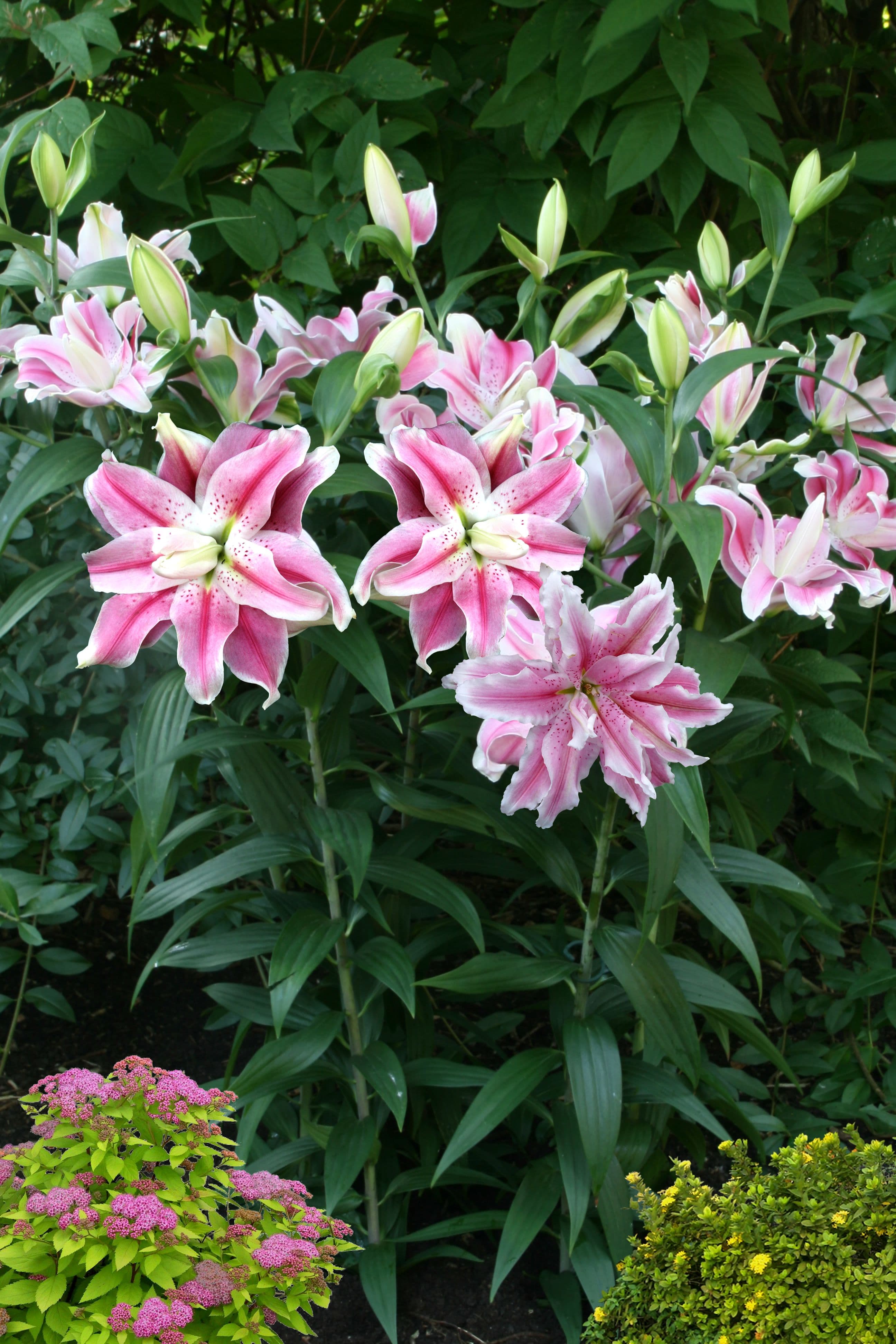 Lilium Sweet Rosy